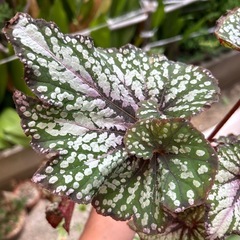 観葉植物 レックスベゴニアの画像