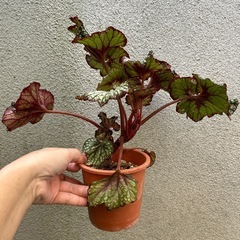 観葉植物 レックスベゴニアの画像