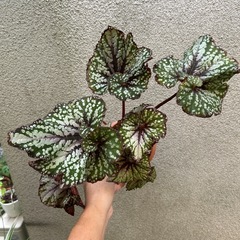 観葉植物 レックスベゴニアの画像