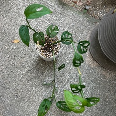 観葉植物 モンステラ オブリクア エクスピラータの画像