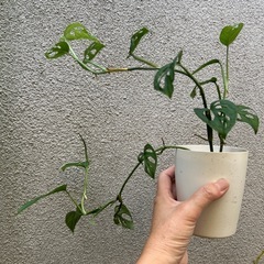 観葉植物 モンステラ オブリクア エクスピラータの画像