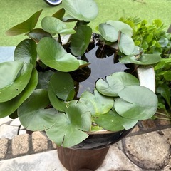 睡蓮鉢の画像