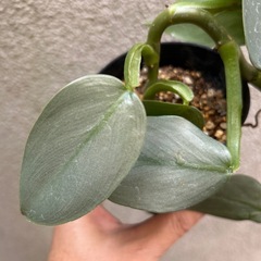 観葉植物 フィロデンドロン シルバーメタルの画像