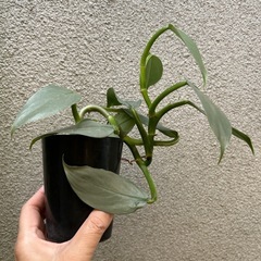 観葉植物 フィロデンドロン シルバーメタルの画像