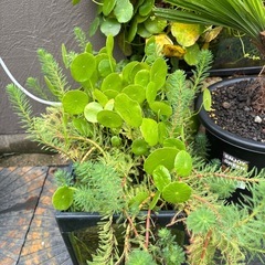 水草　水槽セットの画像