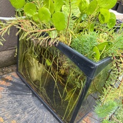 水草　水槽セットの画像