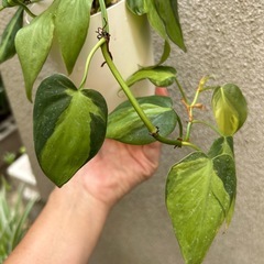 観葉植物 フィロデンドロン ブラジルの画像
