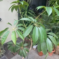 観葉植物　ツピタンサス　高さ１４５センチの画像