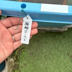 夜桜ゴールド　タライ　睡蓮の画像