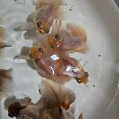 瑠璃蝶尾①🐟の画像
