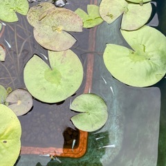 みゆき　水槽　タライの画像