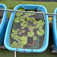みゆき　水槽　タライの画像