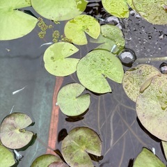 みゆき　水槽　タライの画像