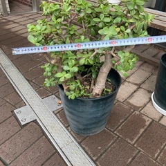 金のなる木①の画像
