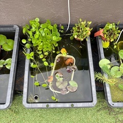 睡蓮　NV 水草セットの画像