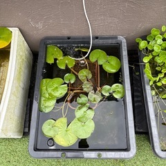 睡蓮　NV 水草セットの画像