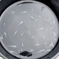 メダカ めだか🐟ボブ 選別外 40匹以上の画像