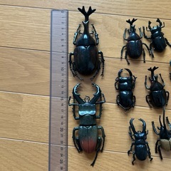 カブトムシ クワガタのフィギュアセットの画像