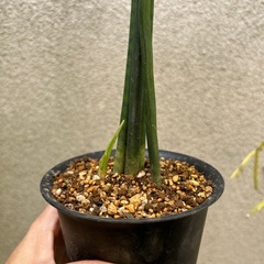 決まりました 
観葉植物 サンスベリア バキュラリスの画像