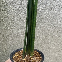 決まりました 
観葉植物 サンスベリア バキュラリスの画像