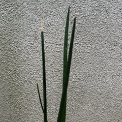 決まりました 
観葉植物 サンスベリア バキュラリスの画像