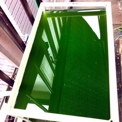🟩GREEN WATER🟩＊＊メダカぐんぐん‼︎ 2,000mlの画像