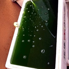 🟩GREEN WATER🟩＊＊メダカぐんぐん‼︎ 2,000mlの画像