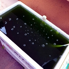 🟩GREEN WATER🟩＊＊メダカぐんぐん‼︎ 2,000mlの画像