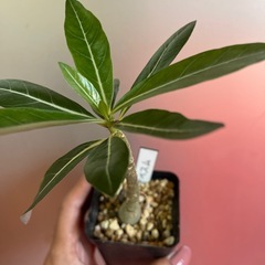 アデニウム　オペスム　植物の画像