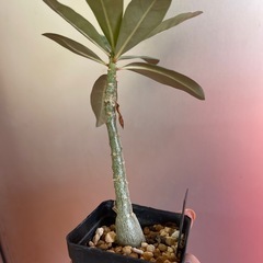 アデニウム　オペスム　植物の画像
