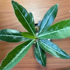 アデニウム　オペスム　植物の画像
