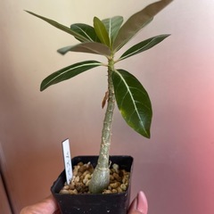 アデニウム　オペスム　植物の画像