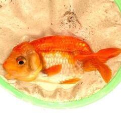 愛媛血統らんちゅう 色濃いめ 更紗☆四つ尾 太身 フンタン尾型も良く ペア 産卵経験ありの画像