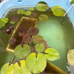ラメ王　睡蓮　タライの画像
