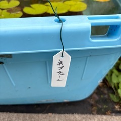 ネプチューン　睡蓮　タライの画像