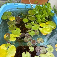 ネプチューン　睡蓮　タライの画像
