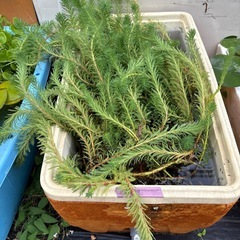 水草の画像