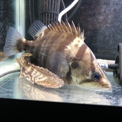 ダトニオ（熱帯魚）
