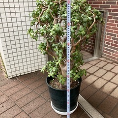 金のなる木②の画像