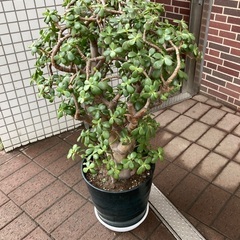 金のなる木②の画像