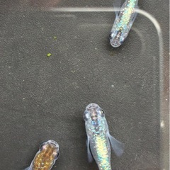 3匹　🤩ラメが強いメダカを選別の画像