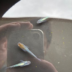 3匹　🤩ラメが強いメダカを選別の画像