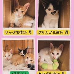 💚りん、れお、ぷりん里親様募集💛