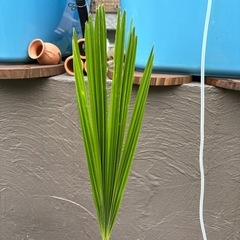 シュロの木2の画像