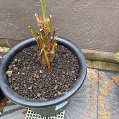 シュロの木2の画像