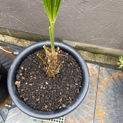 シュロの木2の画像