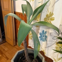 観葉植物　アガベ　高級　の画像