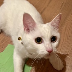 ソーダ　オス　1歳