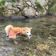 まぁまぁ男前？元気な赤柴コロ９歳です。 - 里親募集