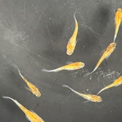 三色メダカ　選外　若魚10匹の画像